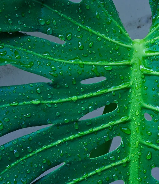 Pfad des grünen Blattes — Stockfoto