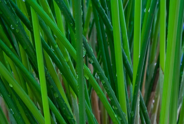 Reeds em um cluster — Fotografia de Stock