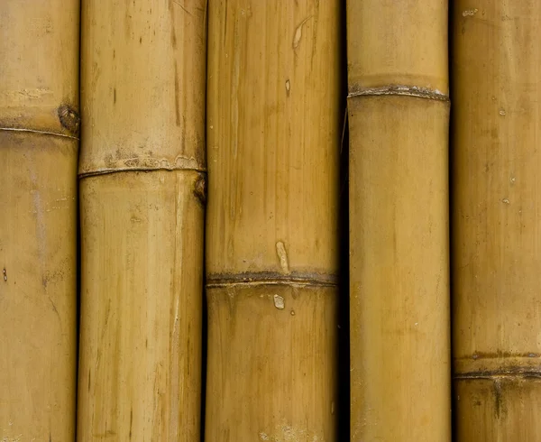 Zárt felfelé háttérben bambusz — Stock Fotó