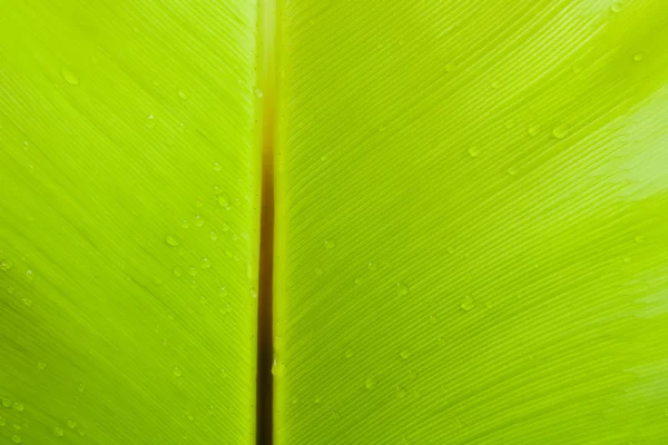 Bird's nest fern leaf — Stock Photo, Image