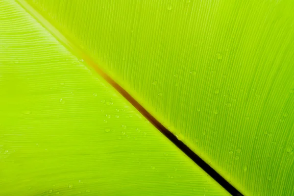 Bird's nest fern leaf — Stock Photo, Image