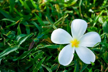 Yeşil çimenlerin üzerinde beyaz plumeria