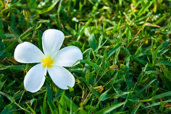 푸른 잔디에 백색 plumeria — 스톡 사진