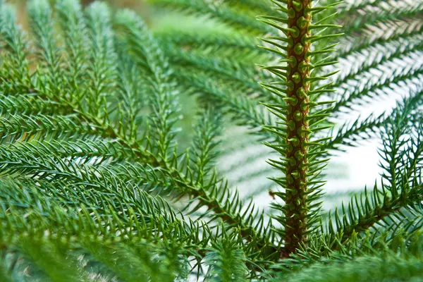 Nolfolk island pine — Stock Photo, Image