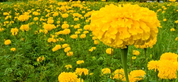 Yellow Marigold — Stock Photo, Image