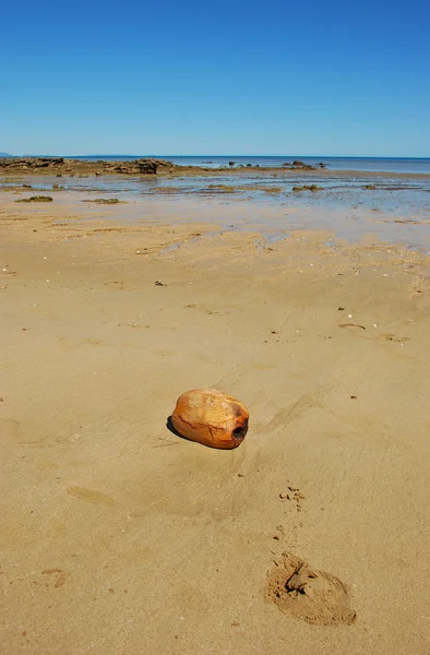 Cocnut on the beach — Stock Photo, Image