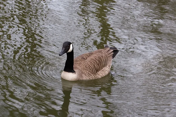 stock image A duck swimming in a river in Oxford.