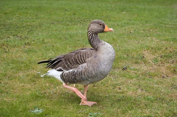 Een eend wandelen trots op het gazon. — Stockfoto