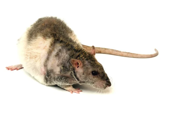 Rolig Råtta Vit Bakgrund — Stockfoto