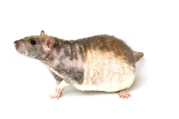 Lustige Ratte Auf Weißem Hintergrund — Stockfoto