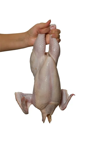 彼女の手で鶏の刺身 白い背景で隔離 — ストック写真