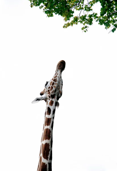 Giraffe streckt sich bis zum Laub — Stockfoto