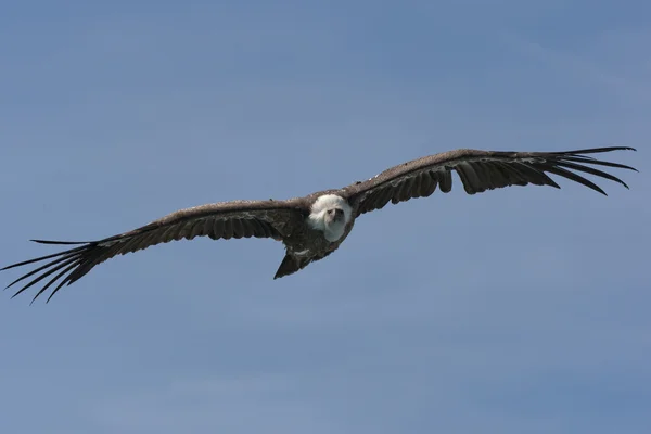 Griffon Vulture — Fotografie, imagine de stoc