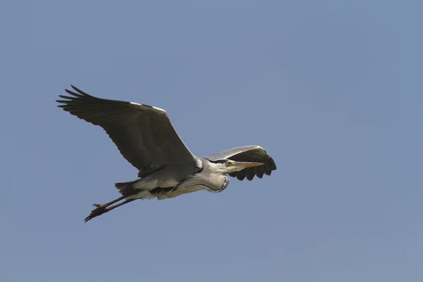 stock image Grey Heron