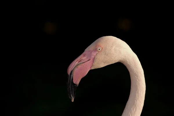 Flamingo, amerikansk flamingo — Stockfoto