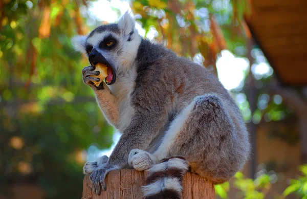 Lemur come un plátano — Foto de Stock