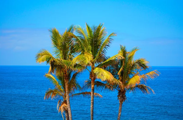 Palmen und blaues Meer lizenzfreie Stockfotos