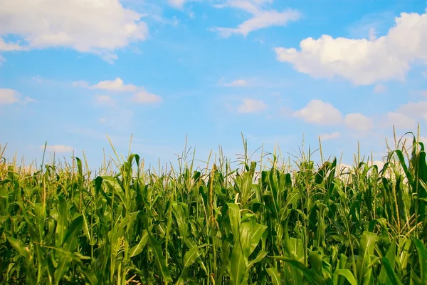 stock image Corn field