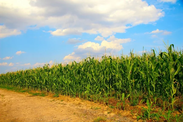 Кукурузное поле Лицензионные Стоковые Фото