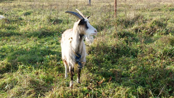 stock image Goat at grazing