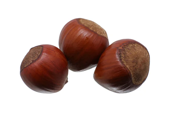 Filbert nut — Stockfoto
