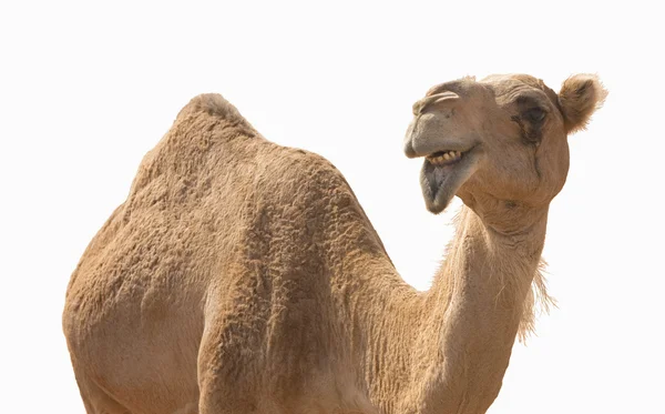 Улыбка верблюда — стоковое фото