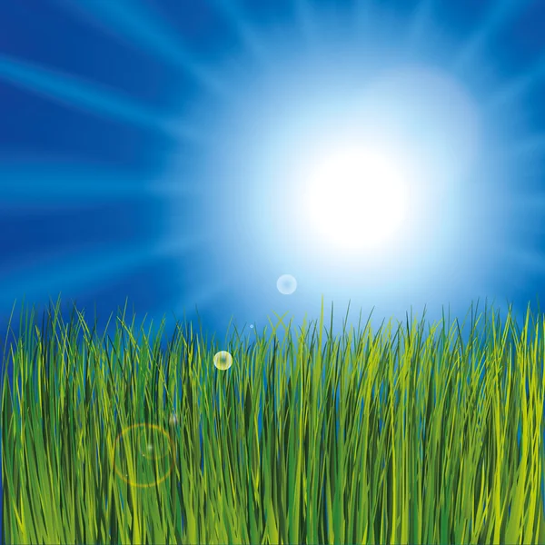 Grass Sunny Sky Background — Stock Vector