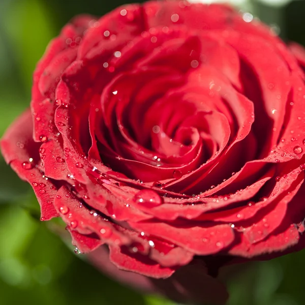 Červená Růže Kapkami — Stock fotografie
