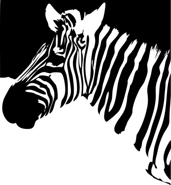 Зебра. Черное и белое — стоковый вектор