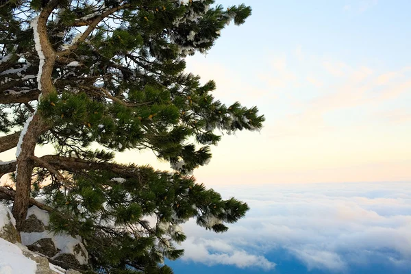 stock image Thuja at the mountain top