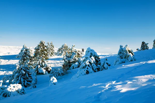 มุมมองของป่าหิมะ — ภาพถ่ายสต็อก