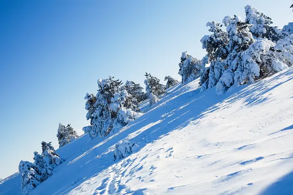 stock image A view on a snowy forest