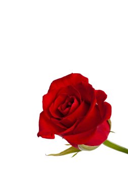 Scarlet rosebud clipart