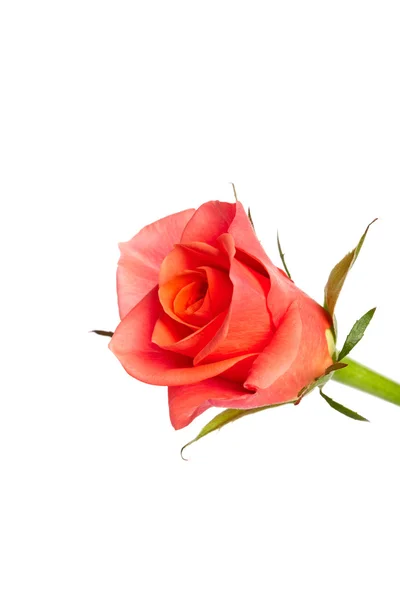 Κόκκινο rosebud — Φωτογραφία Αρχείου