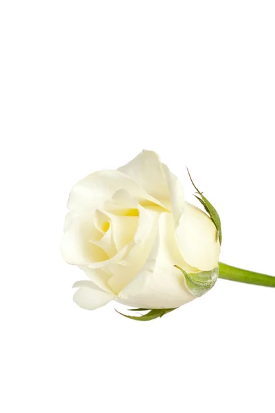 Biały pąk róży — Zdjęcie stockowe