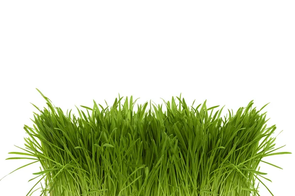 Bunch of green spring grass — Stock Photo, Image