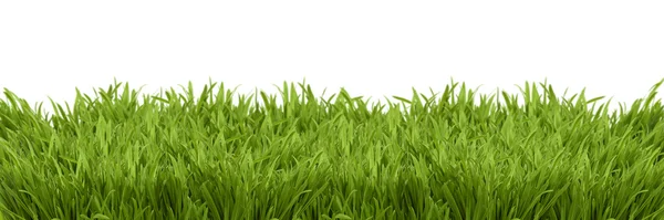 A perspective view of a green lush — Stock Photo, Image
