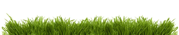 stock image Wide image of a fresh spring grass