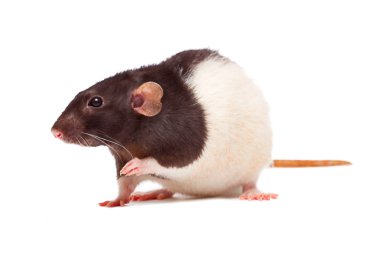 Nice domestic rat clipart