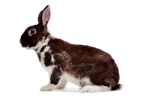 兔子 — 图库照片