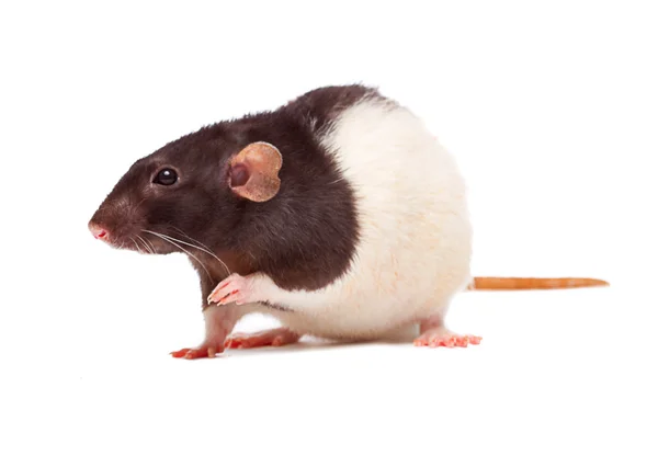 Rato doméstico agradável — Fotografia de Stock