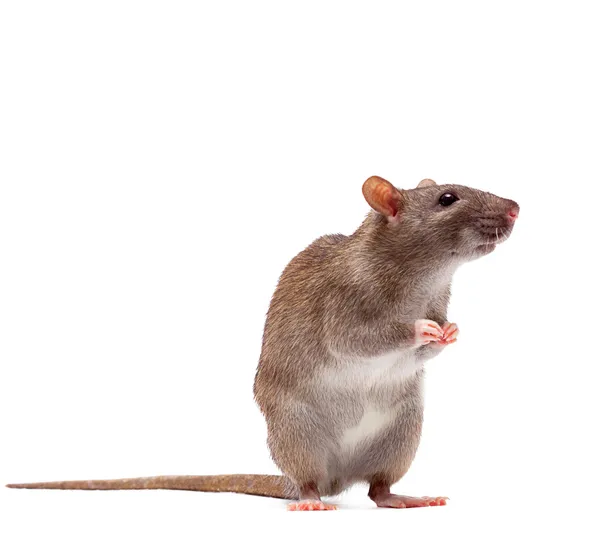 Rato castanho doméstico bonito — Fotografia de Stock