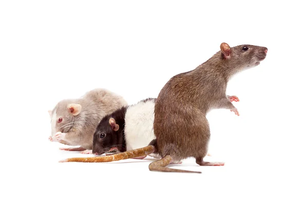 Familia de la rata — Foto de Stock