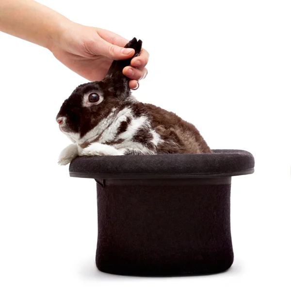Şapkadan tavşan çekerek — Stok fotoğraf