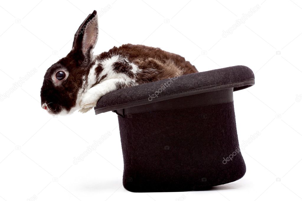 Rabbit sitting in a black hat