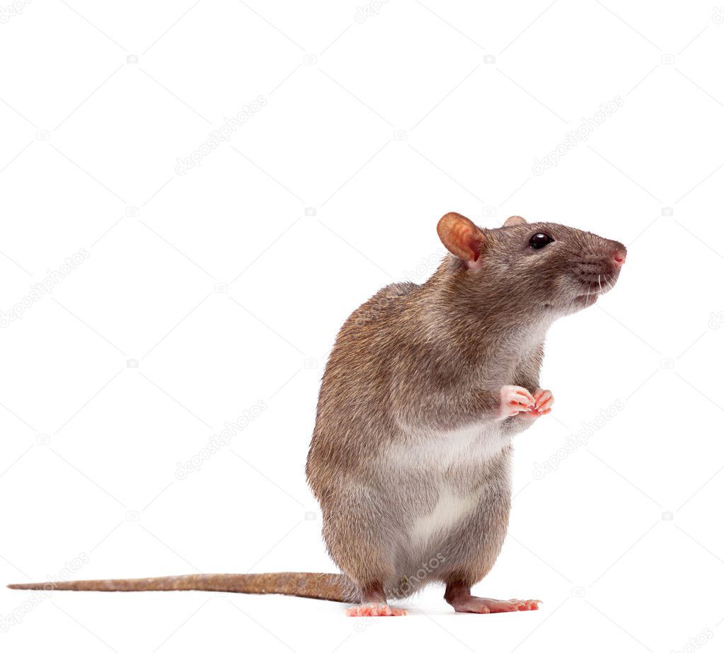 Cute domestic brown rat