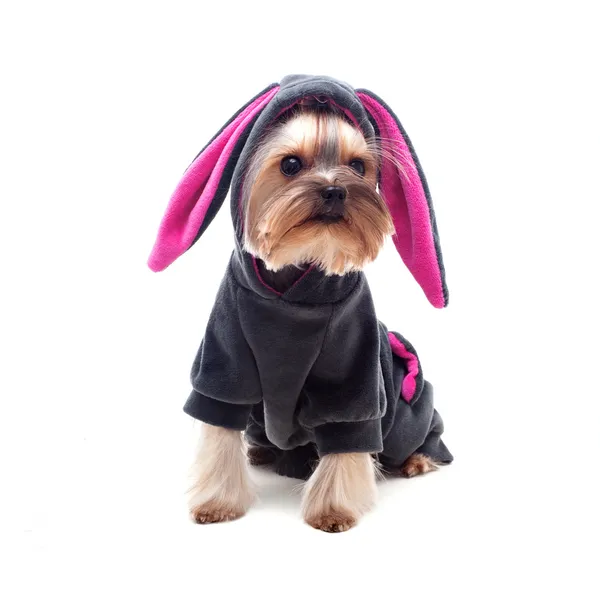 Carino yorkshire terrier in coniglio vestito Immagini Stock Royalty Free