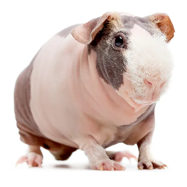 Cerdo de Indias Calvo Curioso — Foto de Stock