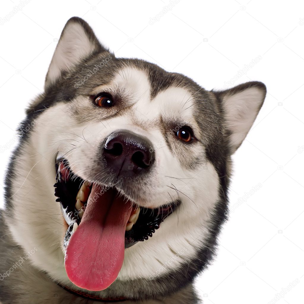 A head shot of cheerful young malamute over a white background