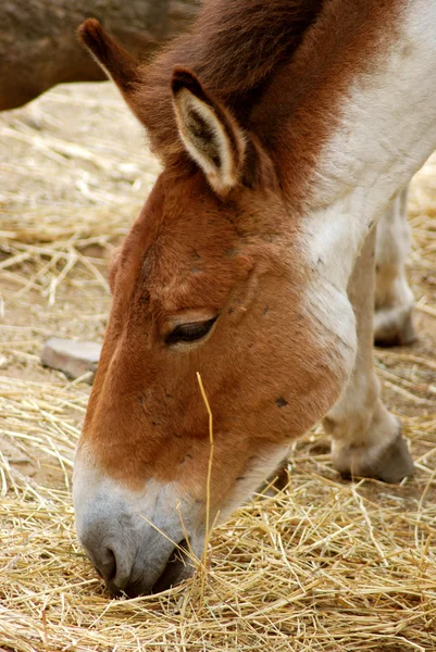 Przewalski'nın at